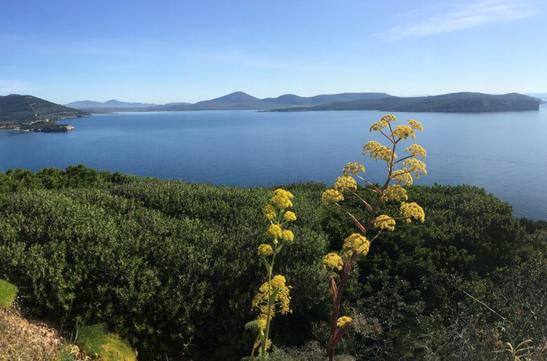 l Montalbo, con le sue rocce candidi che gli conferiscono l'appellativo di "dolomite sarda", si erge maestoso sul paesaggio circostante per un tratto di 25 chilometri di costa, che include spiagge per metà composte da sabbia fine e chiara. 